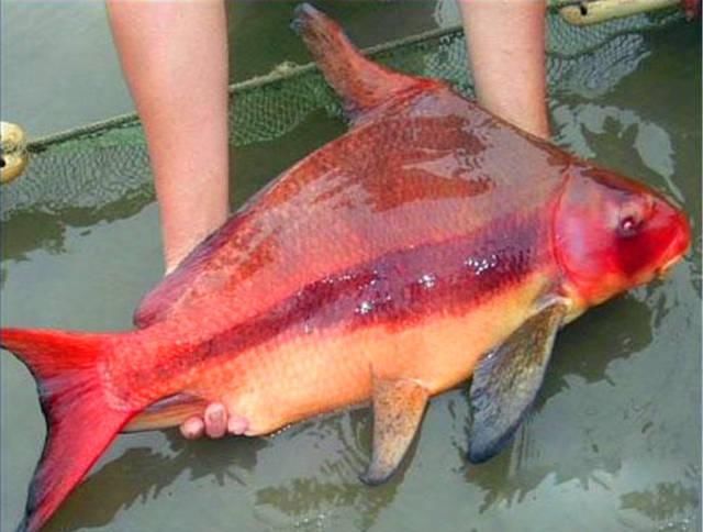  漂亮：全国最漂亮的一种鱼“亚洲美人鱼”，为何离开了江水就活