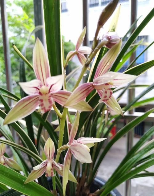  『家养』家养此款花，全年开花不断，堪称“开花机器”，花开枝繁叶茂