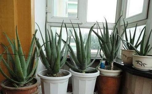  #金枝玉叶#老花匠在家这么做，10年芦荟成老桩，2年马齿觅养成’金枝玉叶’