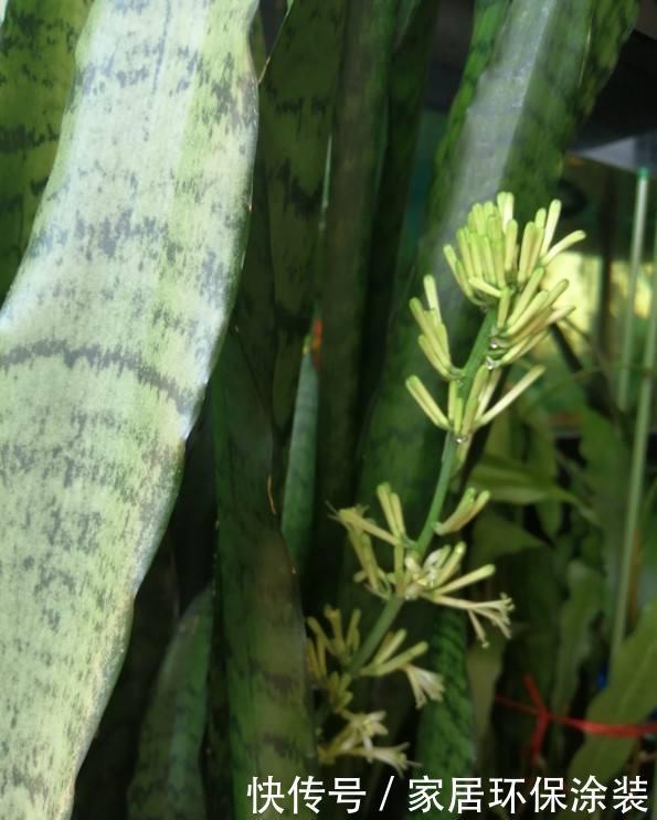  「种花」9种花，不能多浇水，水一多就烂根