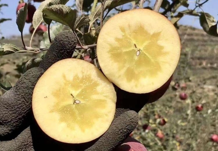  3毛■别人3毛1斤卖不出，他砍掉一半树，10元1斤不愁卖，原因在