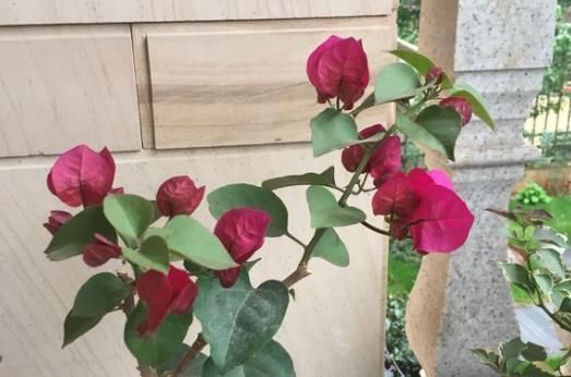 #长寿花#婆婆只养“2种”花,窗台变成“花海”,“开花”上百朵!