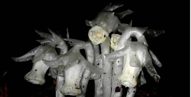  植物@乡下这种植物，称号“冥界之花”，您若遇见，请别踩踏到