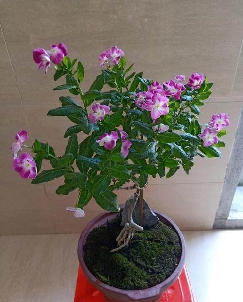  「身价」5块钱一盆的花，养1年变老桩，身价翻了上百倍！
