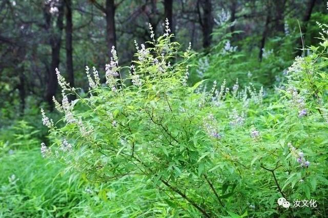 汝州塔山荆花香——淡雅清香，沁人心脾