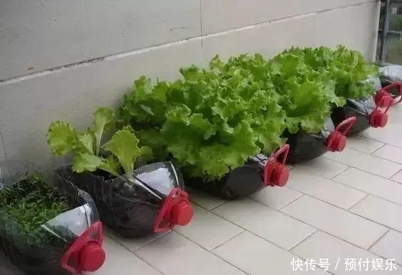 “2种菜”适合种阳台，1个空油桶就搞定，长出“红辣椒”一串串