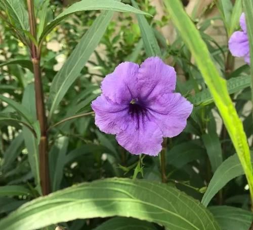  「观花」这种名叫兰花草的植物，是不是你要找的观花植物呢？