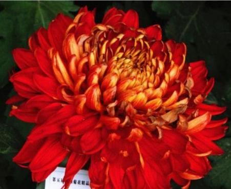  『花型』喜欢菊花，不如养盆“珍品名菊”，花型饱满，花朵艳丽缤纷