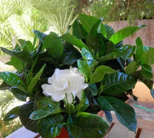 辣椒水：栀子花招虫了？喷点这个水，虫子死光光，花越长越旺