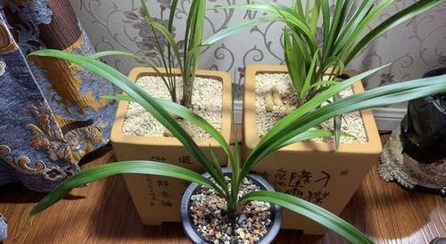  #很快#兰花烂根不要慌，做好这2步，新根冒不停，很快重返生机！