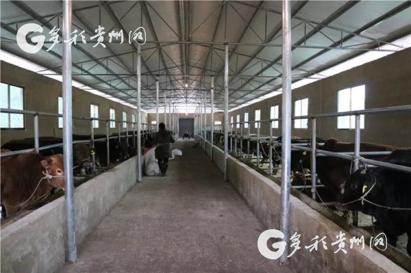 玉屏枹木垅村:发展肉牛养殖 拓宽群众增收渠道
