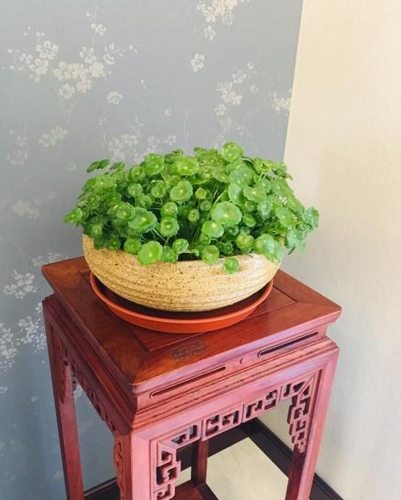  植物@养铜钱草，做好“4点”，叶子圆润如翡翠，盆里满是大“铜钱”！