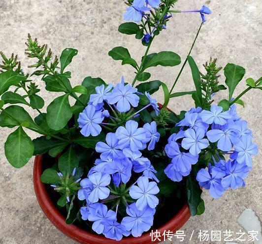 『开爆』秋天养什么花好?“3种花”,扦插即活,开一个秋天,天天开爆盆