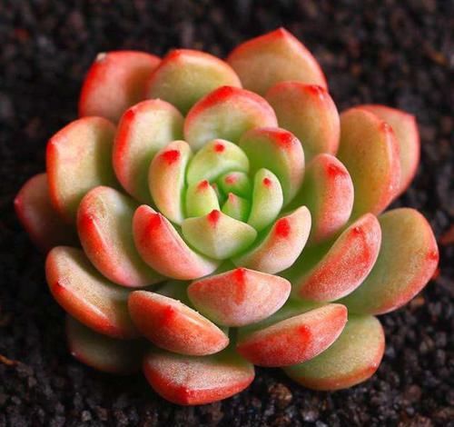  『花剑』多肉植物长花剑好不好，需要怎么处理？