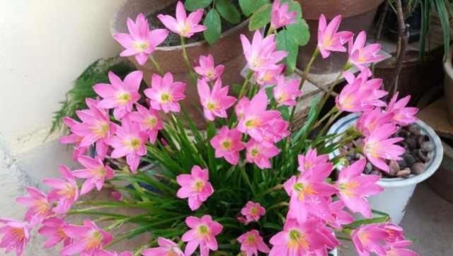  [娇艳]这“花”神奇，“下雨”前夕必开花，1年开花无数，朵朵娇艳