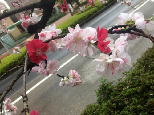  「嫁接」不嫁接的情况下，如何让一棵树开出两种不同颜色的花？