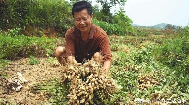  成熟|河南花生成熟收获，收购价涨到3块一斤，农民为啥还高兴不