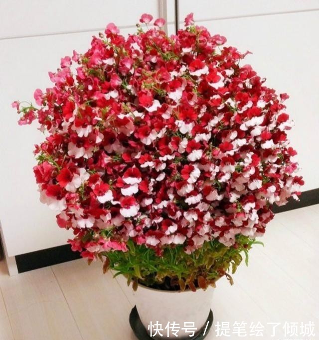 #不到#不到1平方的窗台,被她养成小花园,比院子还美!