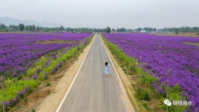  「同赏」母亲节，送花不如赏花，伴母同赏芍药花