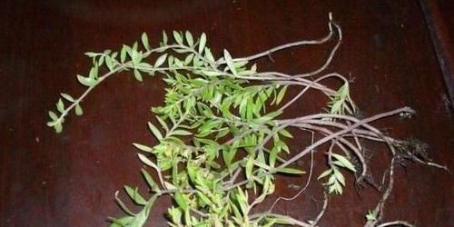  『花盆』长石缝里的小草，看到拔1棵，种花盆，浇水就生长，比吊兰美10倍