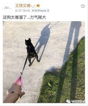 打孕妇、袭警，这个被王思聪实名怒怼的百万粉网红到底什么来头