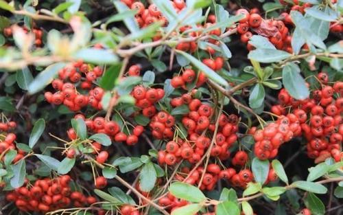 农村里的“野果”，很多城里人叫不全名字，全吃过才算“农村娃”