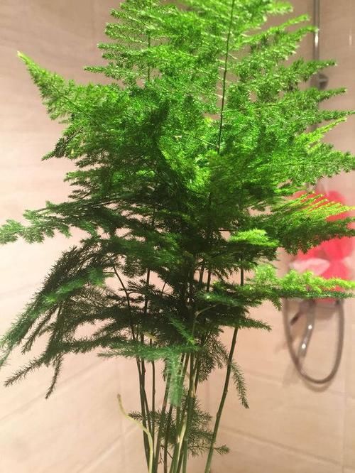  #们家里#养花能装饰环境，但是总有问题，这3种经典绿植，教你技巧养爆盆