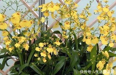 『红色达芬奇』喜欢在家中养护花卉,就养护欣赏价值较高的3种花卉,花期长,美