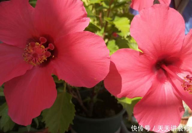 『复苏』“朱槿牡丹”扶桑花,春天复苏后做好5件事,花期长达半年