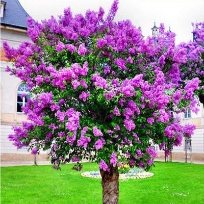  『植物』老公很懂花草，在院子里种上些植物后，每到花季都有人观赏拍照