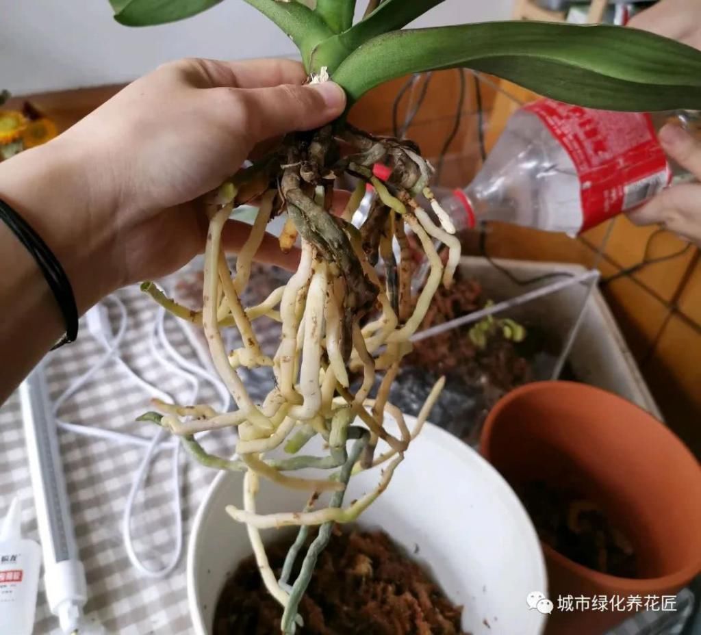  居然■蝴蝶兰的根系绿色好还是白色好？蝴蝶兰的根系居然能进行光合作用