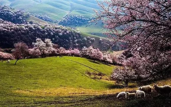 三月，去看中国最美春光