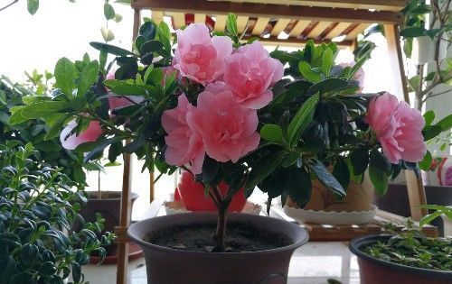 以下植物,四季开花不断,观赏价值高,还可做盆景,很值得拥有
