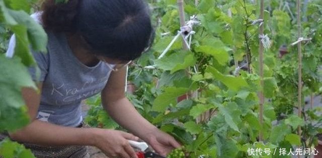 农民在花盆里不种花种它，200块一盆还供不应求