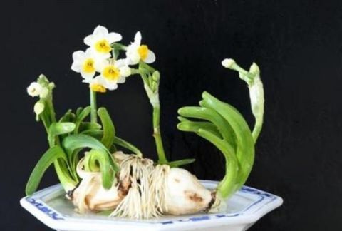 这几种花卉适合在家中盆栽养殖，开花艳丽好养殖