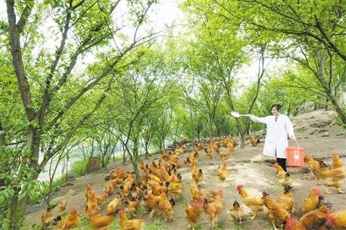 回农村创业从事这几类养殖，前景、收益都不错，值得一试