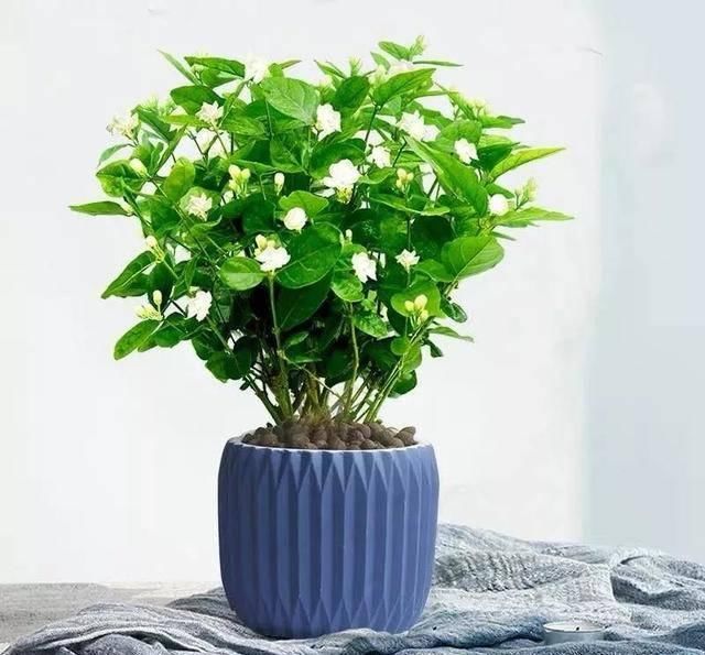  『全家』细菌最讨厌这六种花，家里养一盆，呵护家人健康，全家少生病