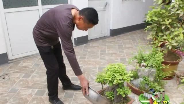  「蔡红超」高手在民间，北水屯的这个大哥把“植物园”搬到了自己家