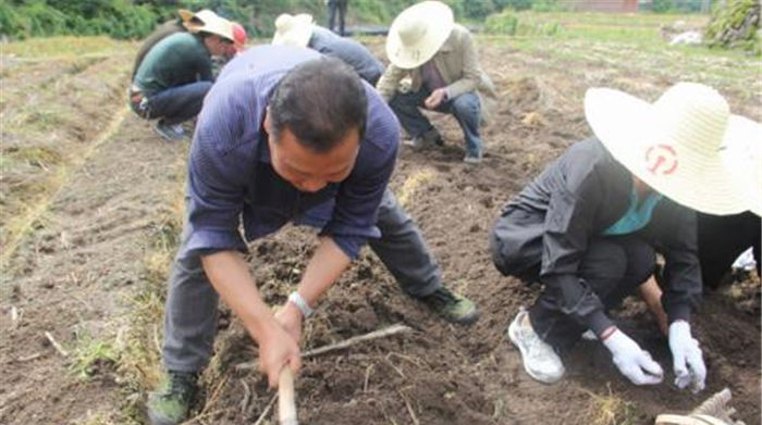  「农民开始」野生极度稀缺，需求量年年增加，一斤1600元，今年能种吗？