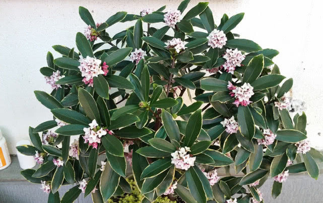  盆栽：最香的盆栽花卉，花开一朵能“香飘十里”，颜值“爆表”还能做盆景！