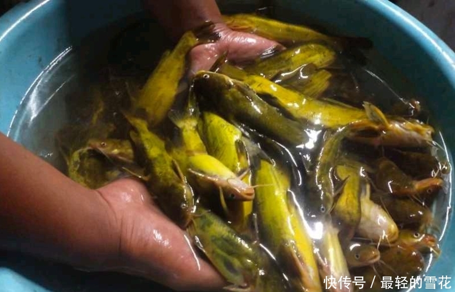  「钓得」黄颡鱼还是晚上钓得过瘾，只要方法用对，鱼口能好得停不下来