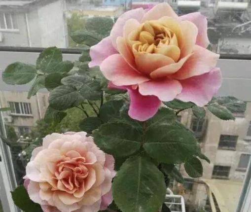  【寓意】最适合盆栽的5种“室内花”，净化空气，而且寓意好，花量大色艳