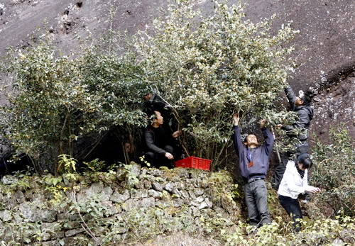 三大“世界之最”的树最贵、最硬、最毒,全都在中国!