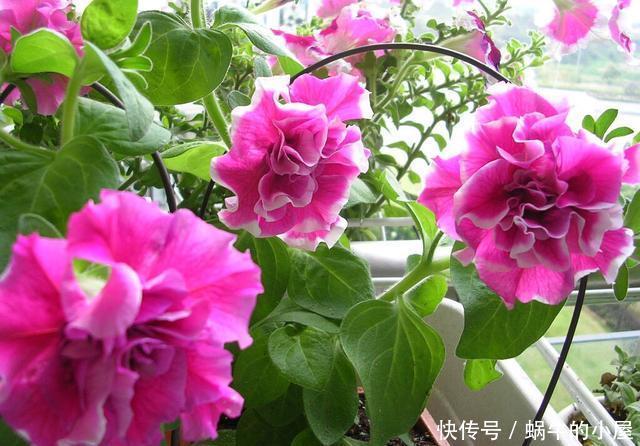 #扦插#这一种花,一年开200天,一盆开99朵,可播种可扦插,好养又省钱