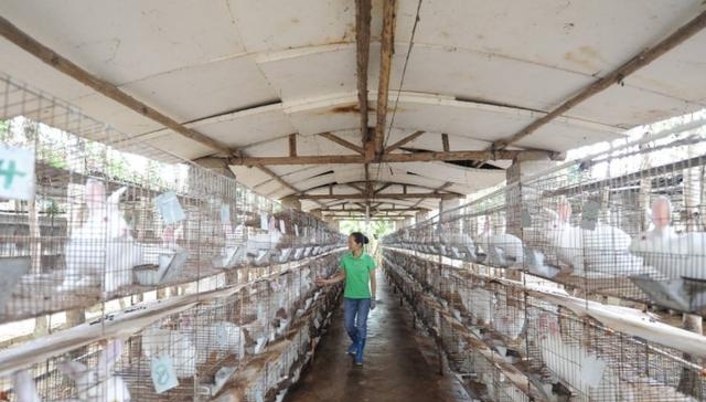 农民不要乱搞养殖，此3种情况是违规的，被发现可能被拆除