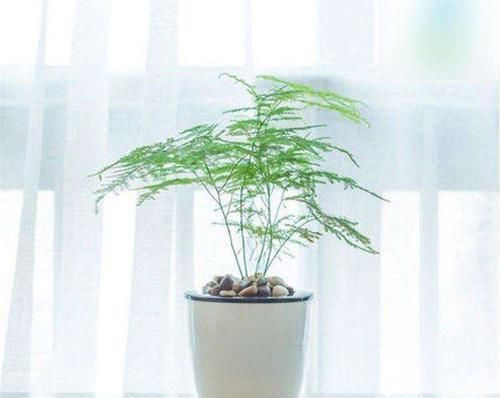  『浇水』文竹具有文雅之气，想要想好一盆文竹，如何浇水是关键