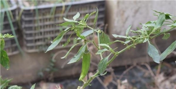 国人不愧是种菜狂魔，泡沫盒、垃圾桶里种菜比地里长得还好