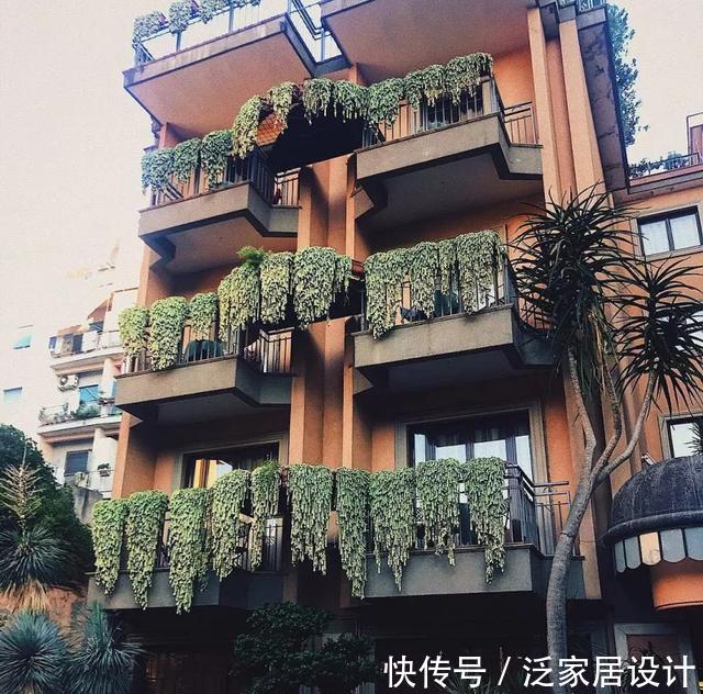  『爱之蔓』3种多肉花，好养易爆盆，窗台放几盆，变成绿瀑布！