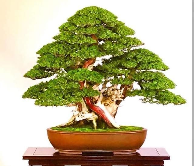 要想让自己的丛林盆景价格翻番，看看这8步走战略