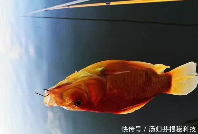  「清明节」清明节夜钓小河沟，捡到1根鱼竿，用它垂钓鱼咬钩，不用不咬钩